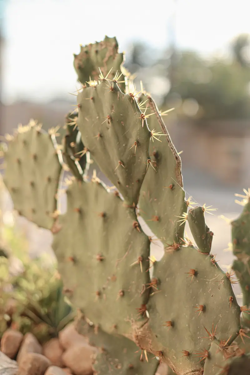 Cactos do paisagismo regional